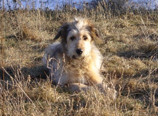 sam